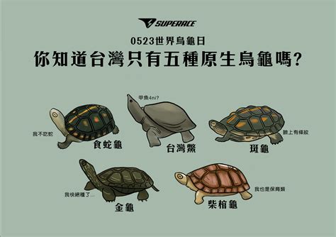 烏龜是吉祥物嗎 危險係數顏色